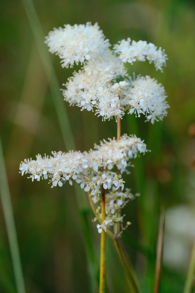 DSCF0276.JPG