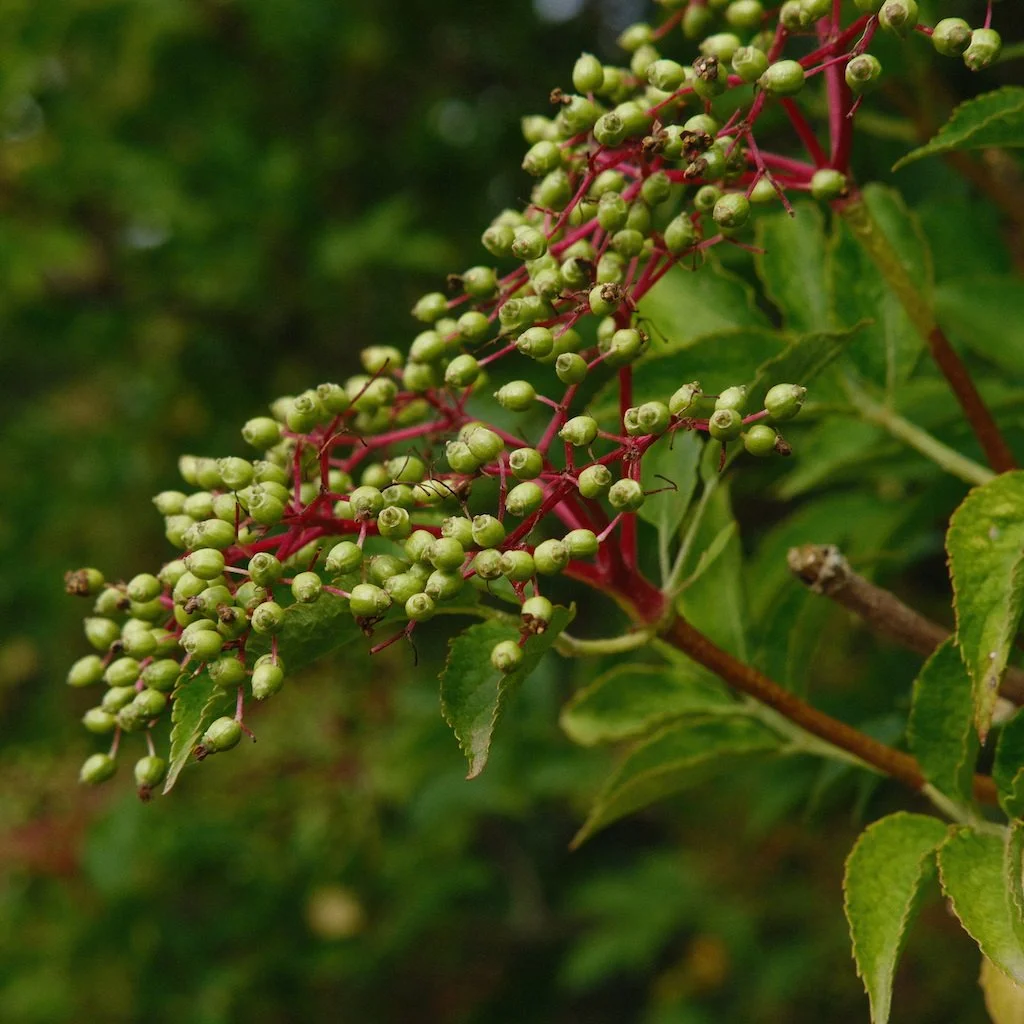 DSCF4118.JPG