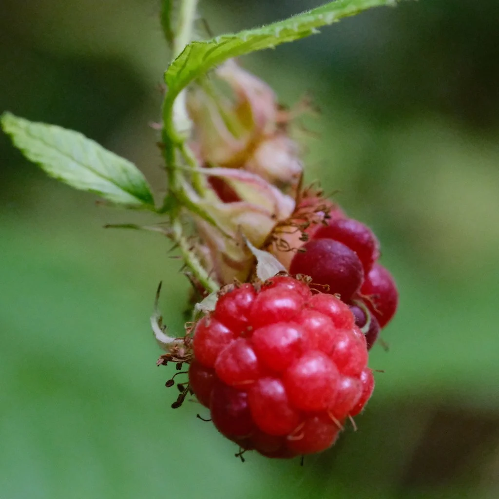DSCF0151.JPG