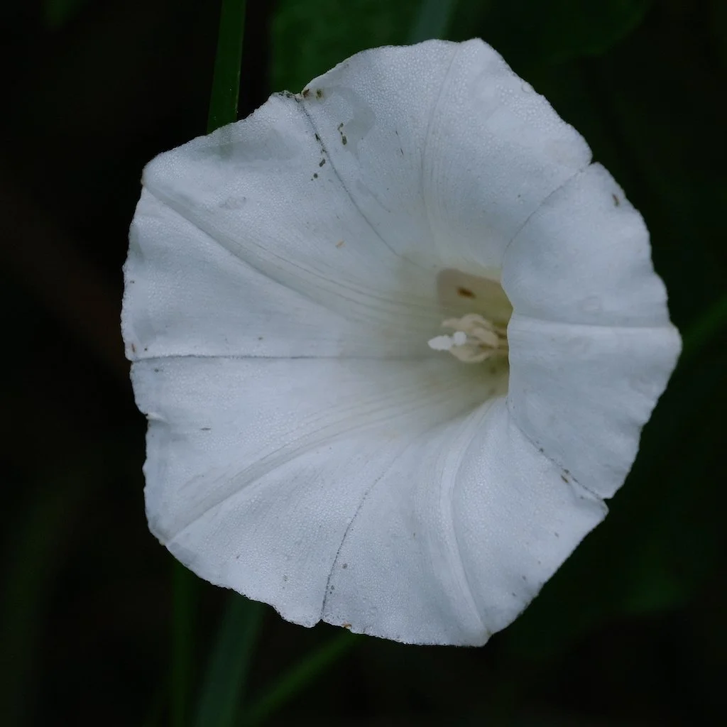 DSCF0104.JPG
