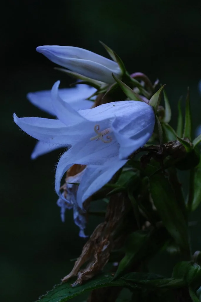 DSCF0160.JPG