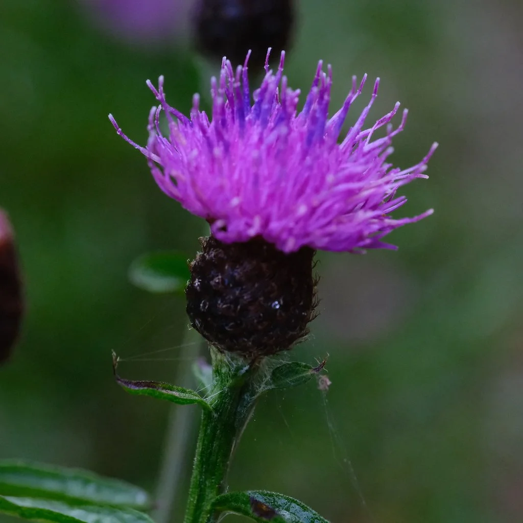 DSCF0188.JPG