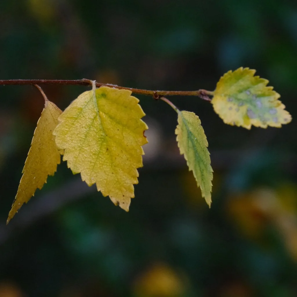 DSCF0214.JPG