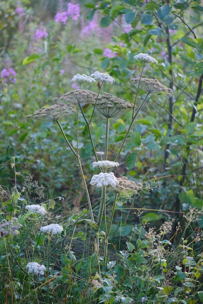 DSCF0275.JPG