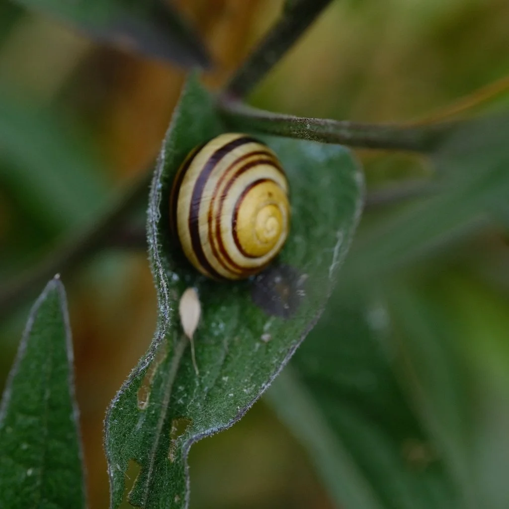 DSCF0173.JPG