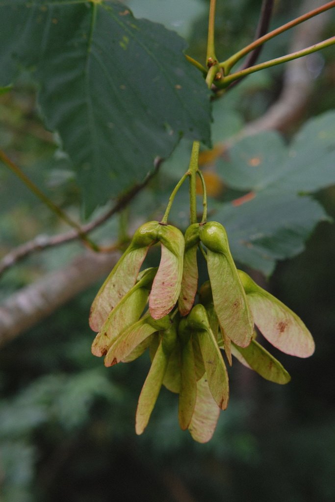 DSCF4132.JPG