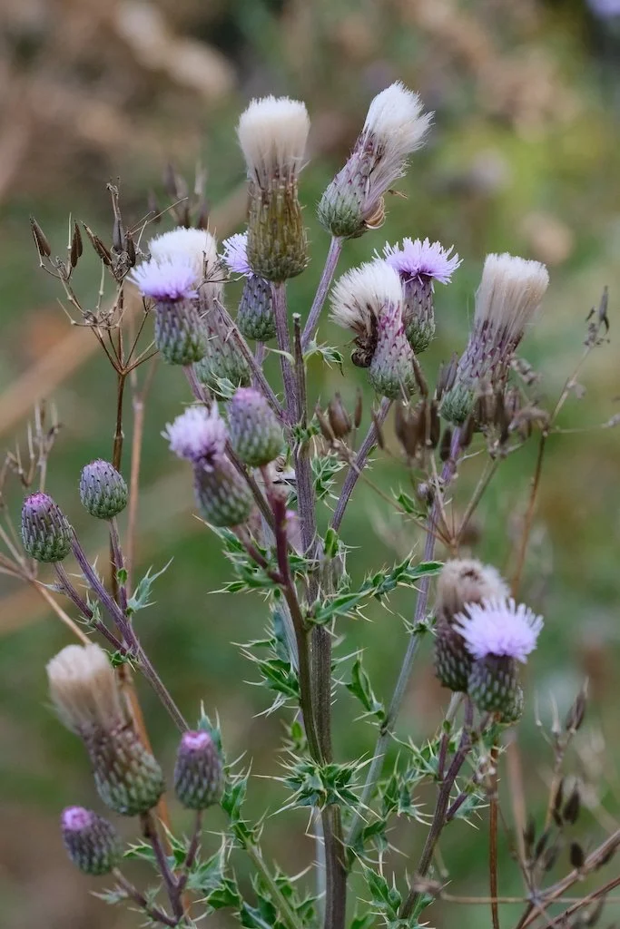 DSCF0113.JPG