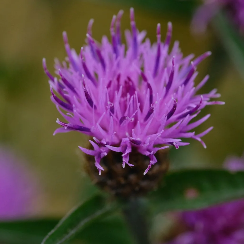 DSCF0172.JPG