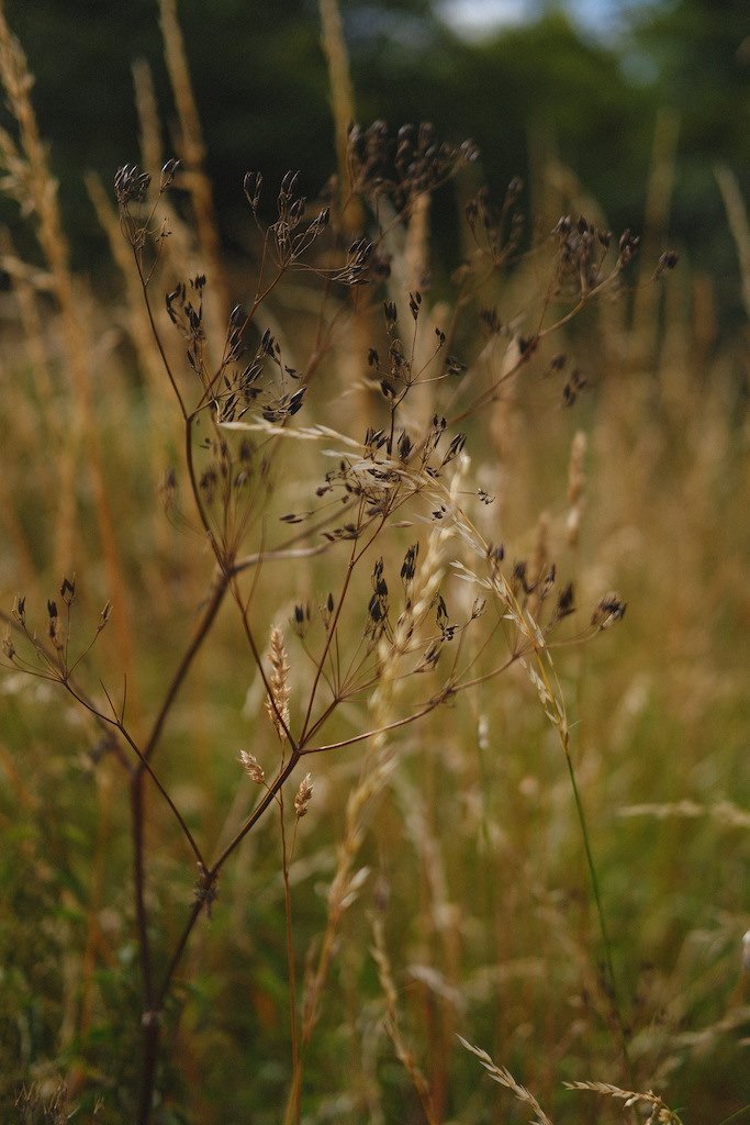 DSCF4127.JPG