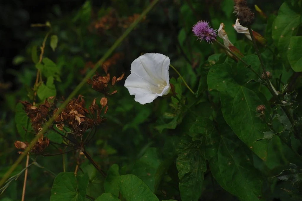 DSCF4136.JPG