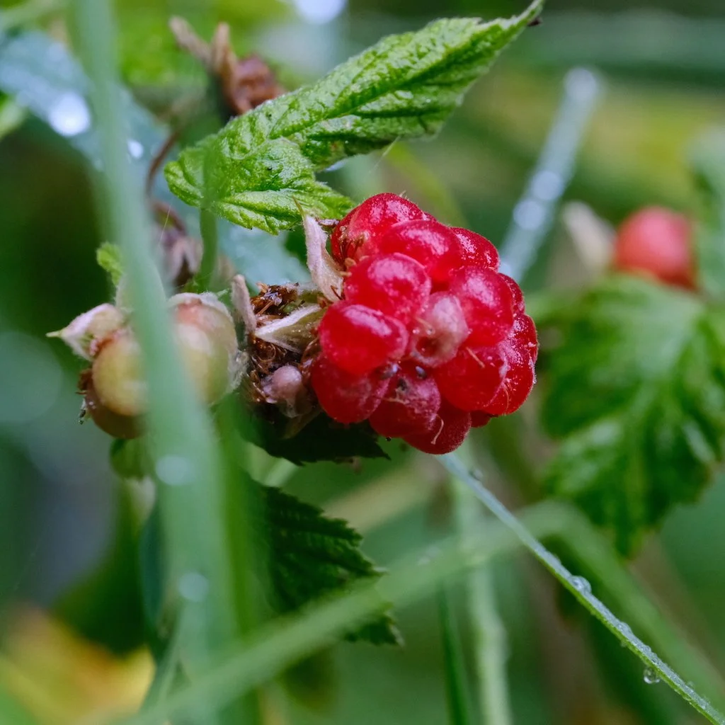 DSCF0250.JPG