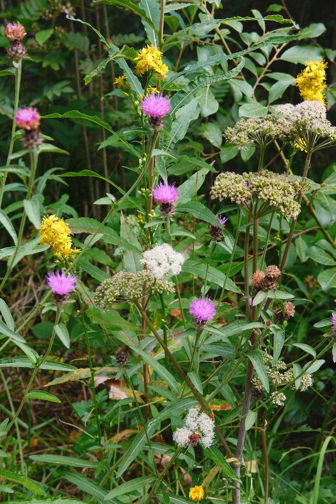 DSCF4173.JPG