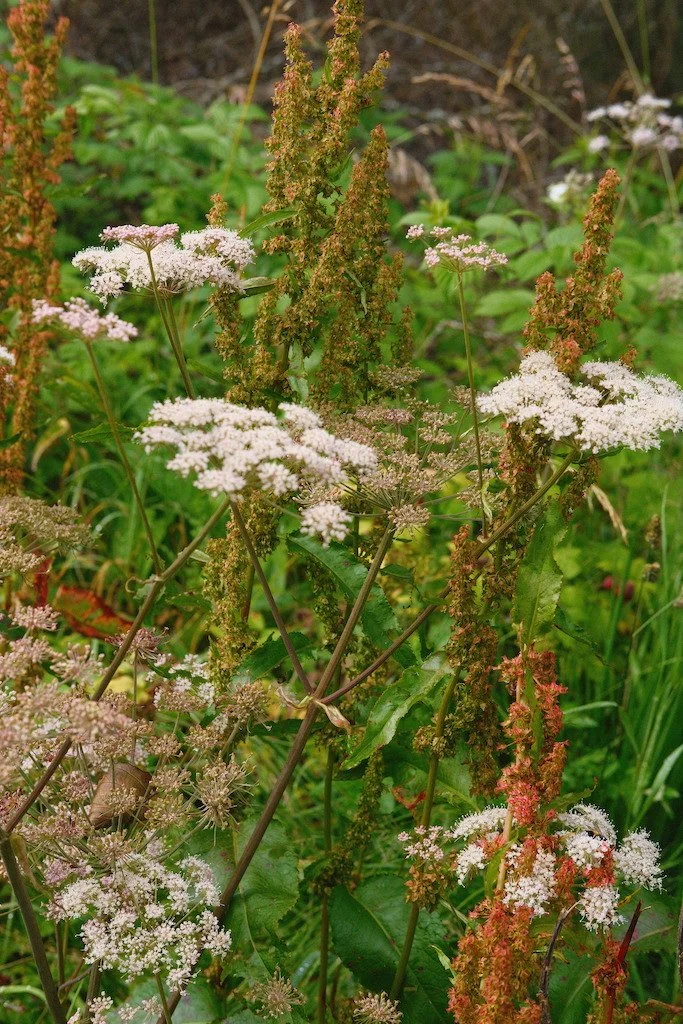 DSCF4153.JPG