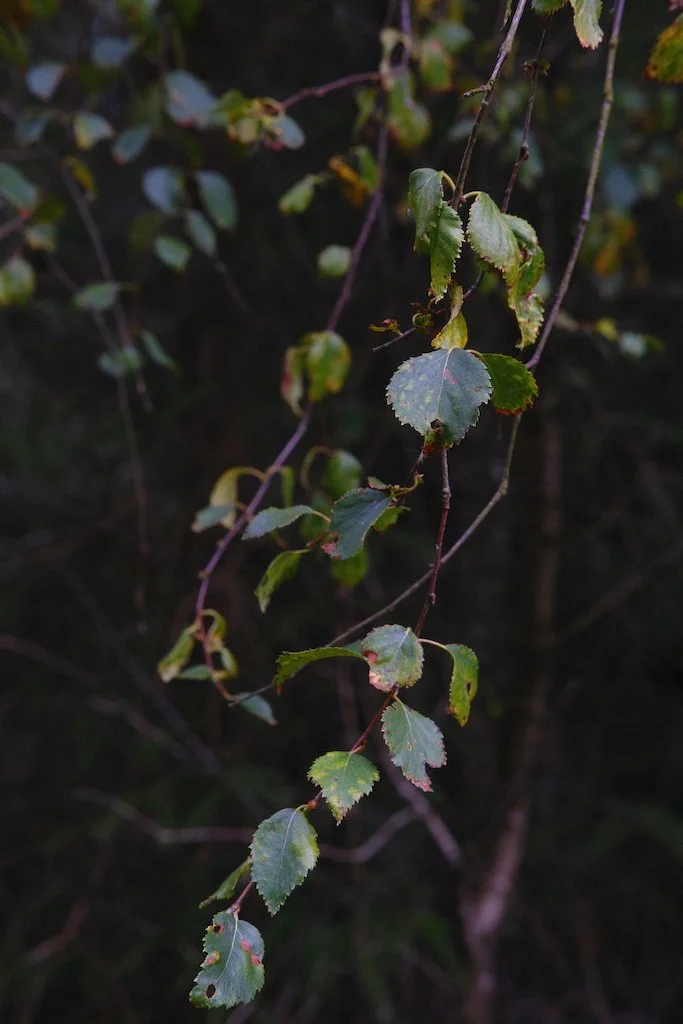 DSCF4209.JPG