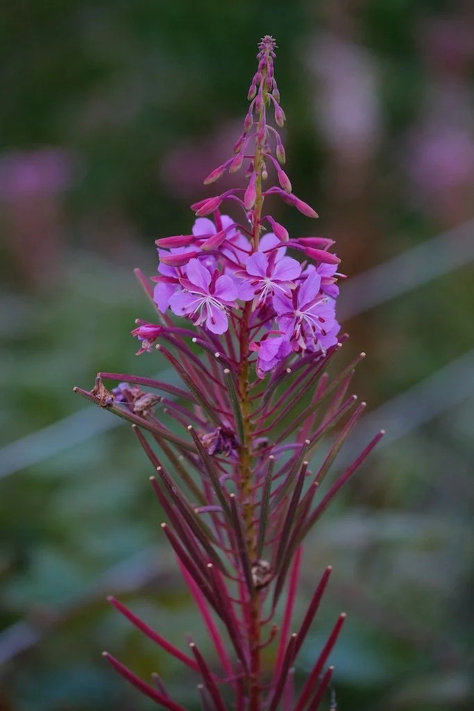 DSCF0600.JPG
