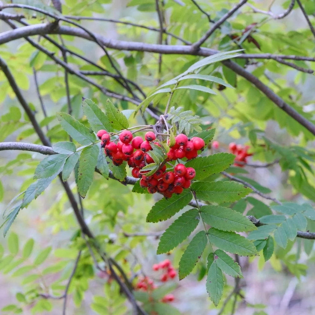 DSCF0594.JPG