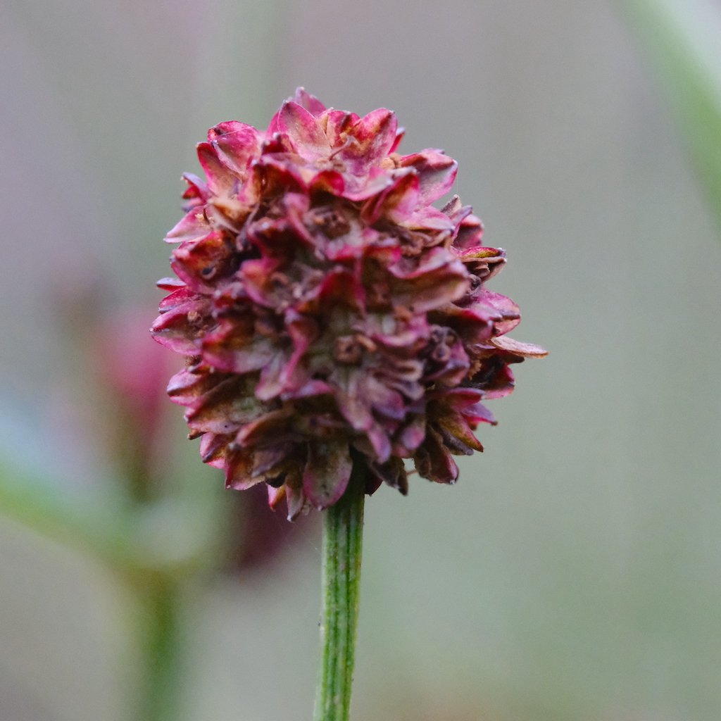 DSCF0617.JPG