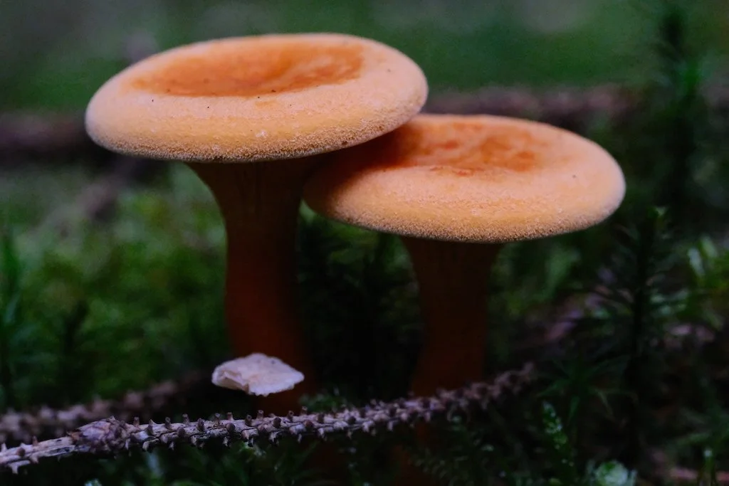 DSCF0731.JPG