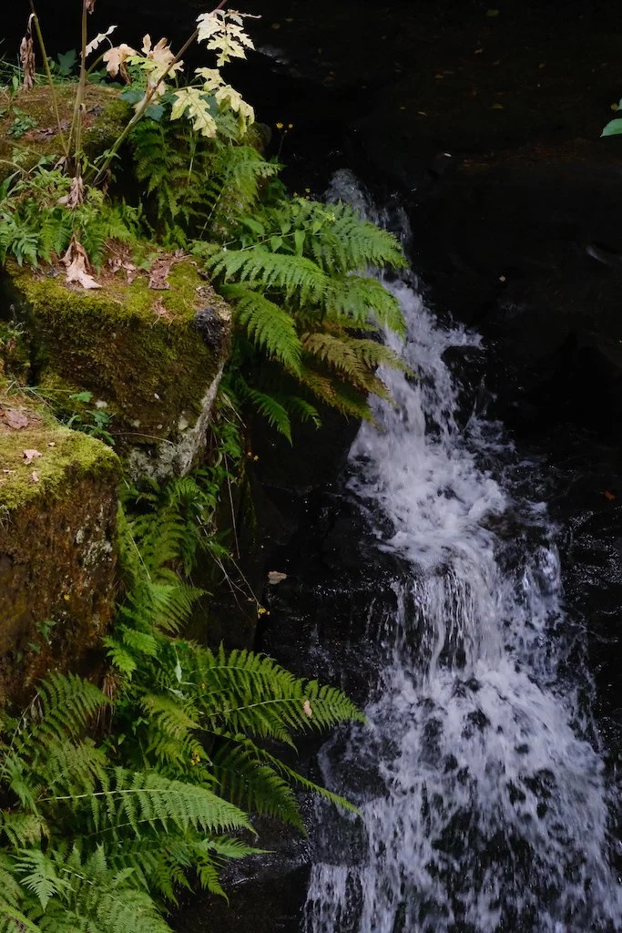 DSCF0586.JPG