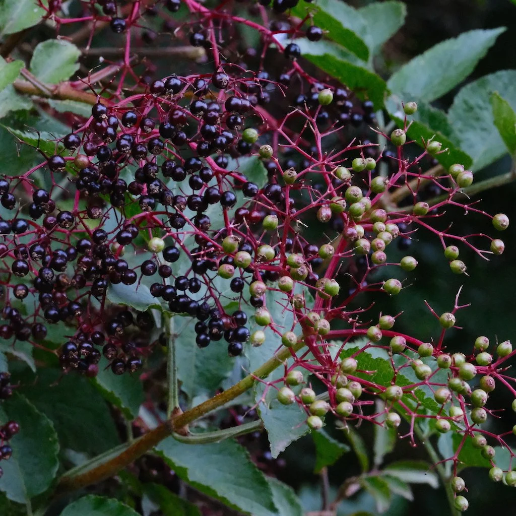 DSCF0530.JPG