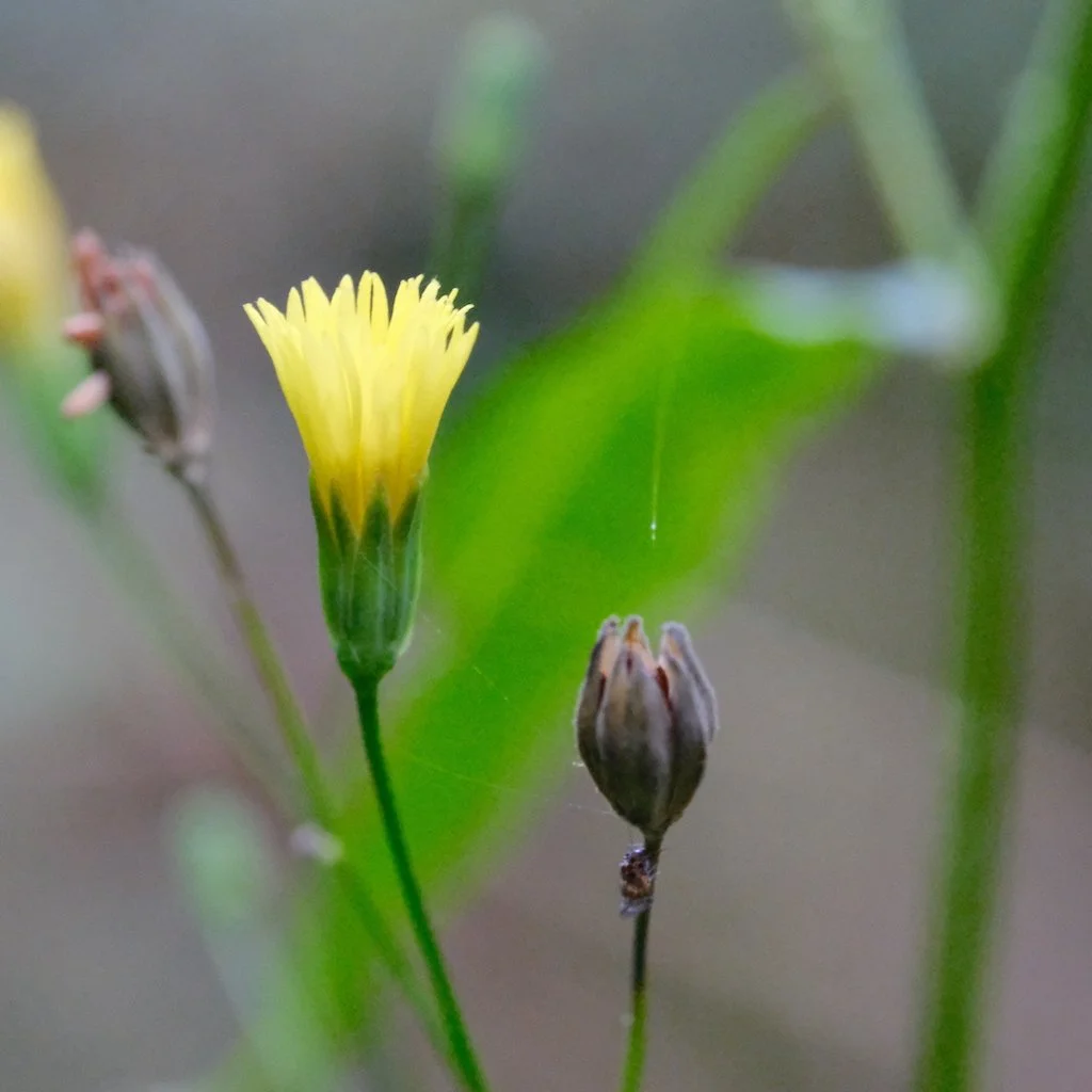 DSCF0567.JPG