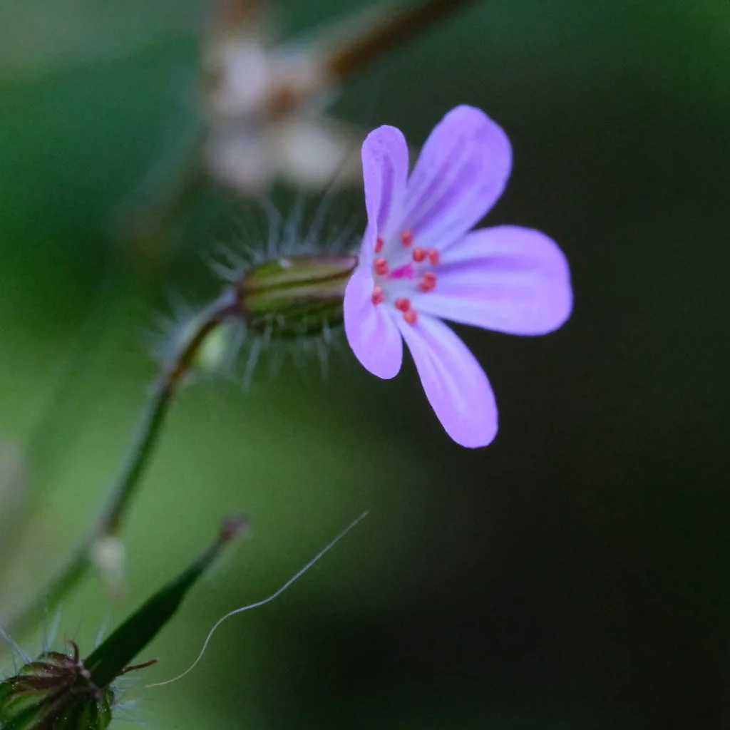 DSCF0571.JPG