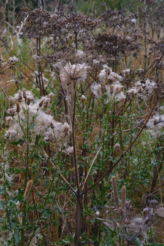 DSCF4242.JPG