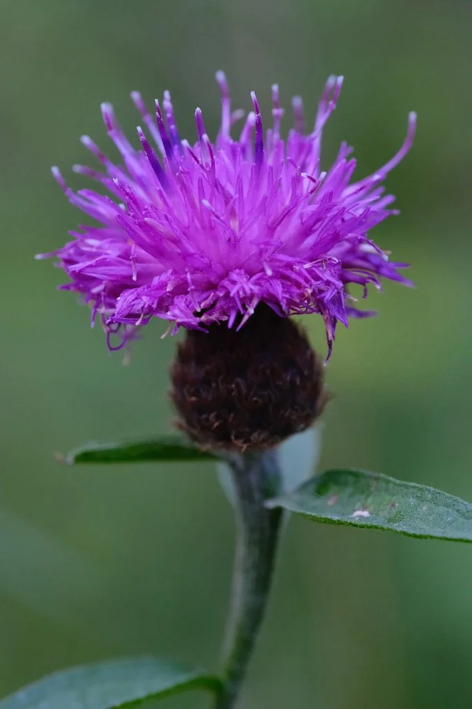 DSCF0441.JPG