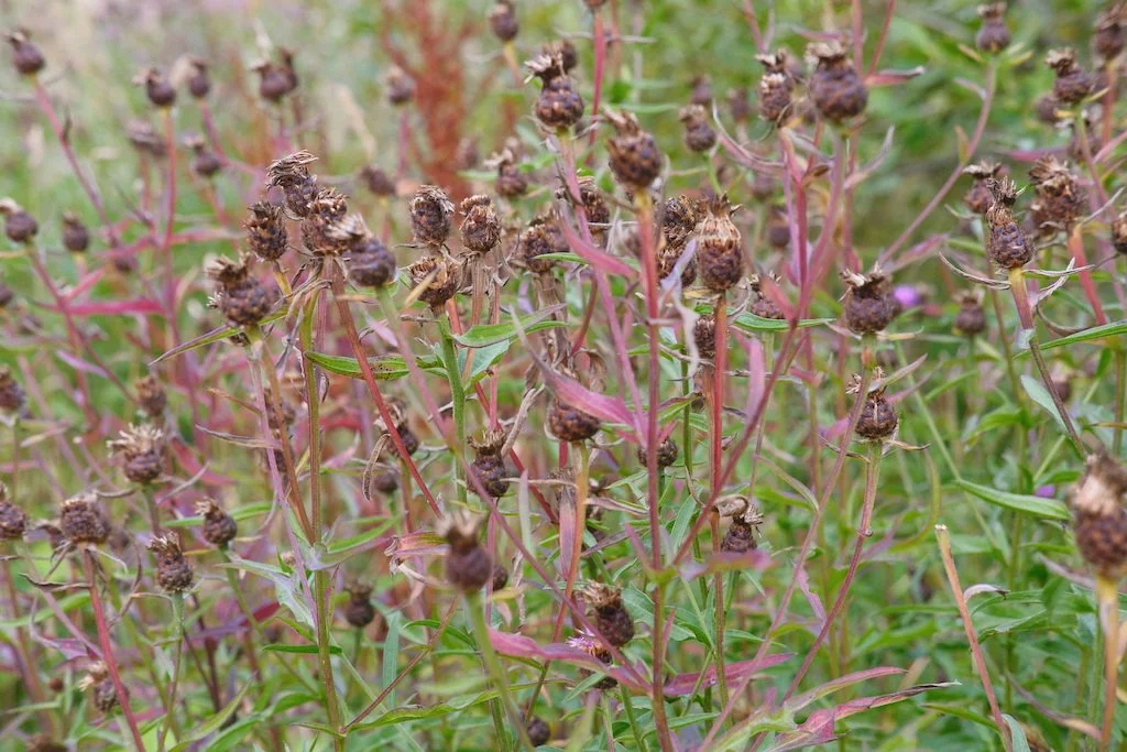 DSCF4196.JPG