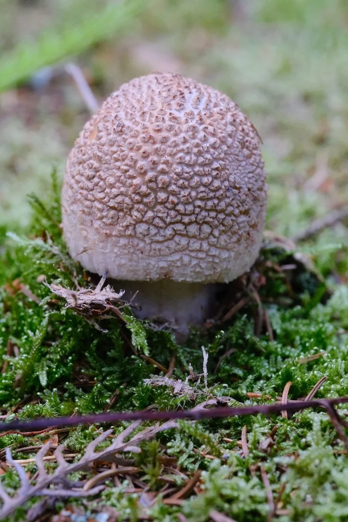DSCF0486.JPG