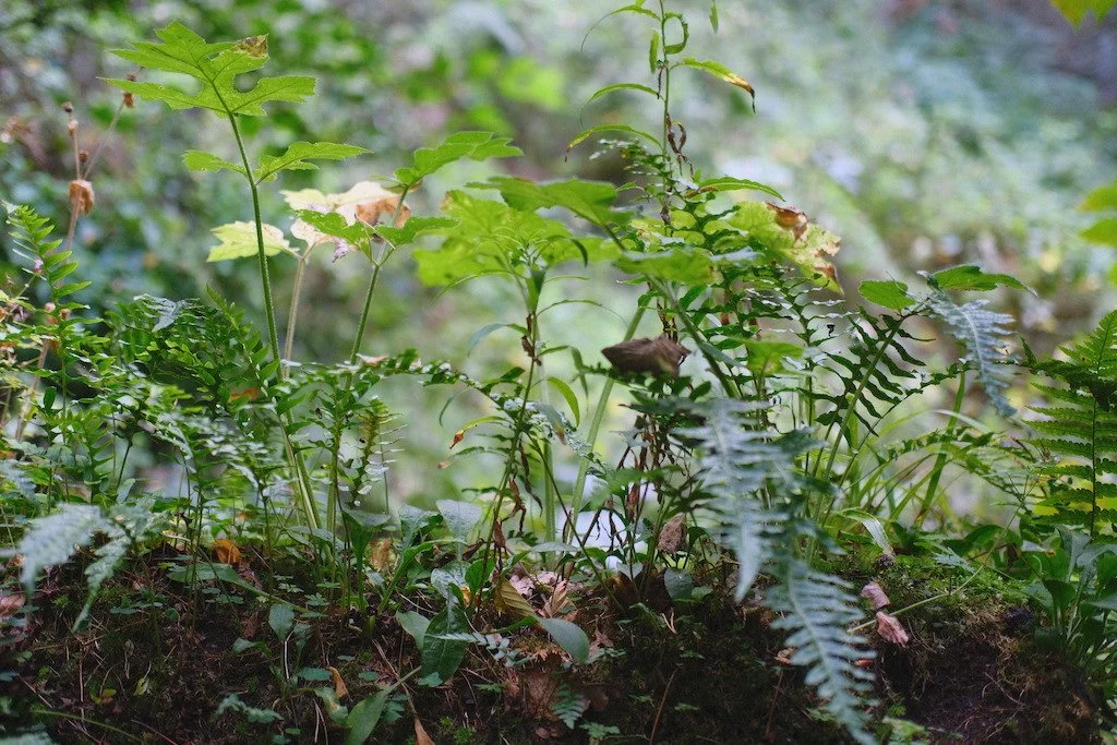 DSCF4227.JPG