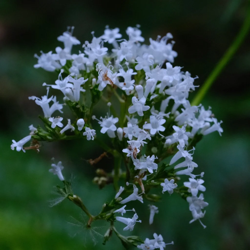 DSCF0580.JPG