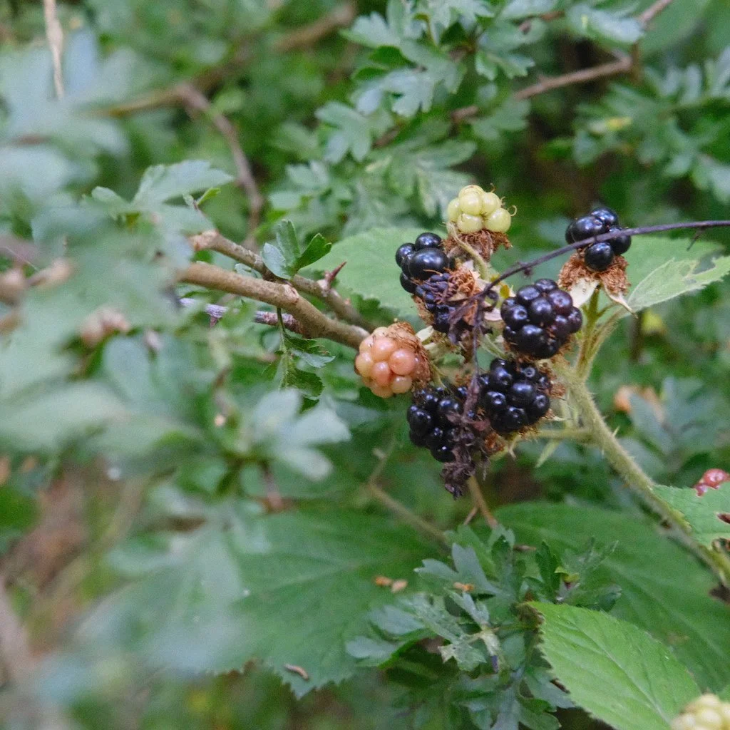 DSCF4239.JPG