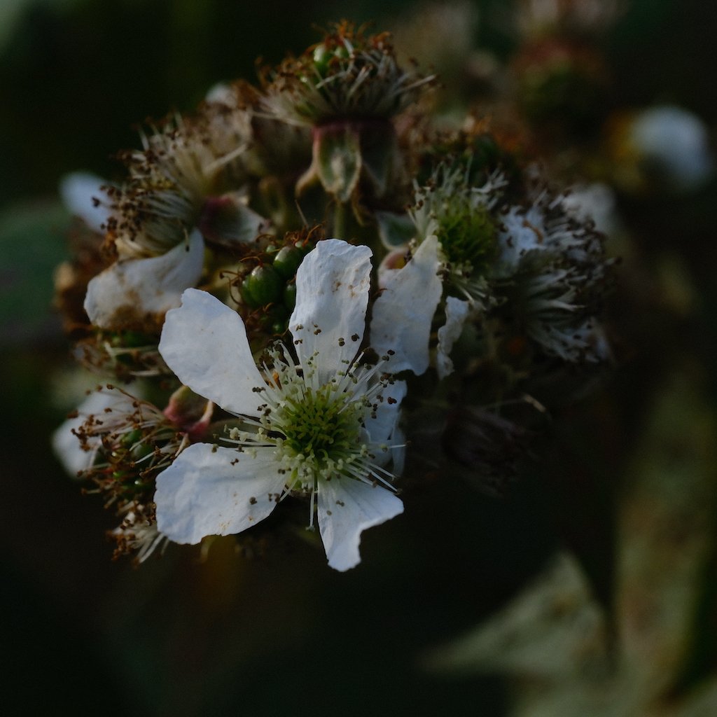 DSCF0678.JPG