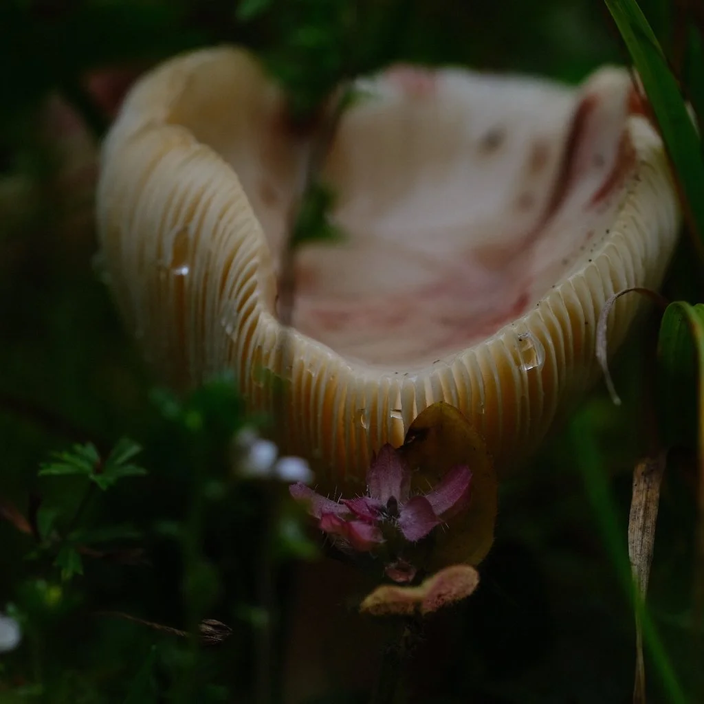 DSCF0723.JPG