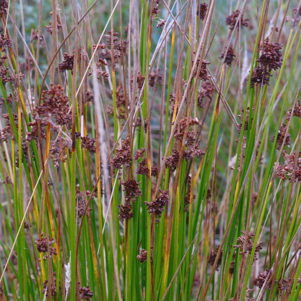 DSCF4254.JPG