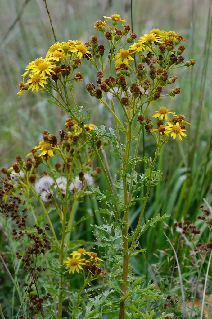 DSCF0662.JPG