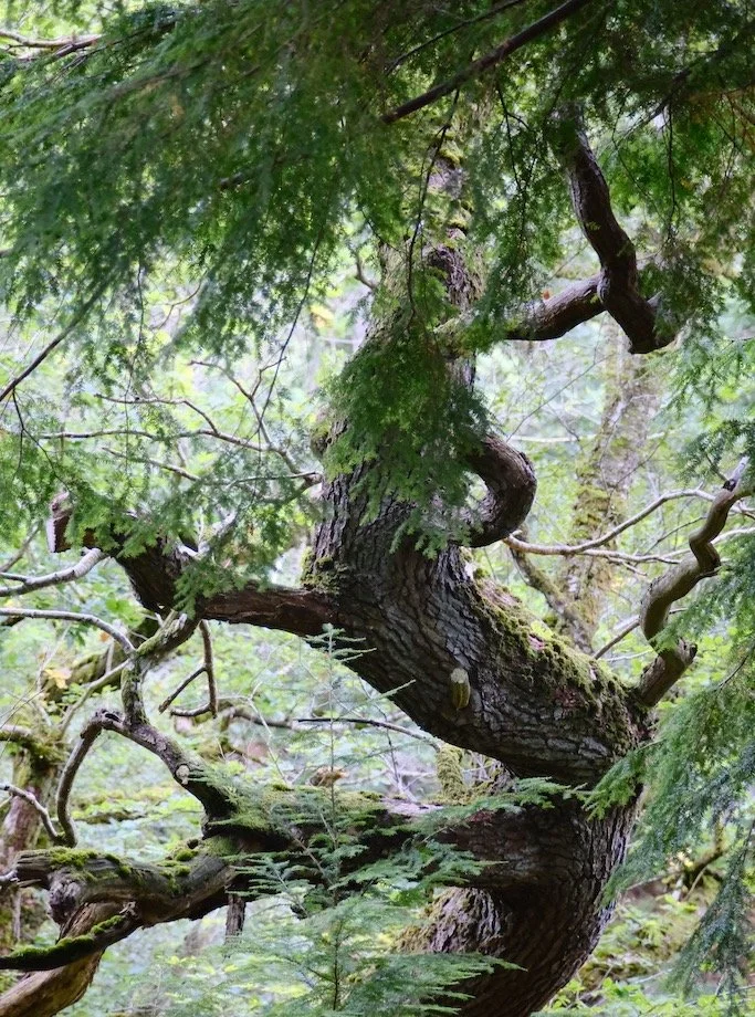 Meet a Tree : Tree of the Day : Holystone Woods Coquetdale Northumberland National Park #trees #treephotography #saveourtrees #supportourtrees #meetatree #lovetrees #treeoftheday #hugatree