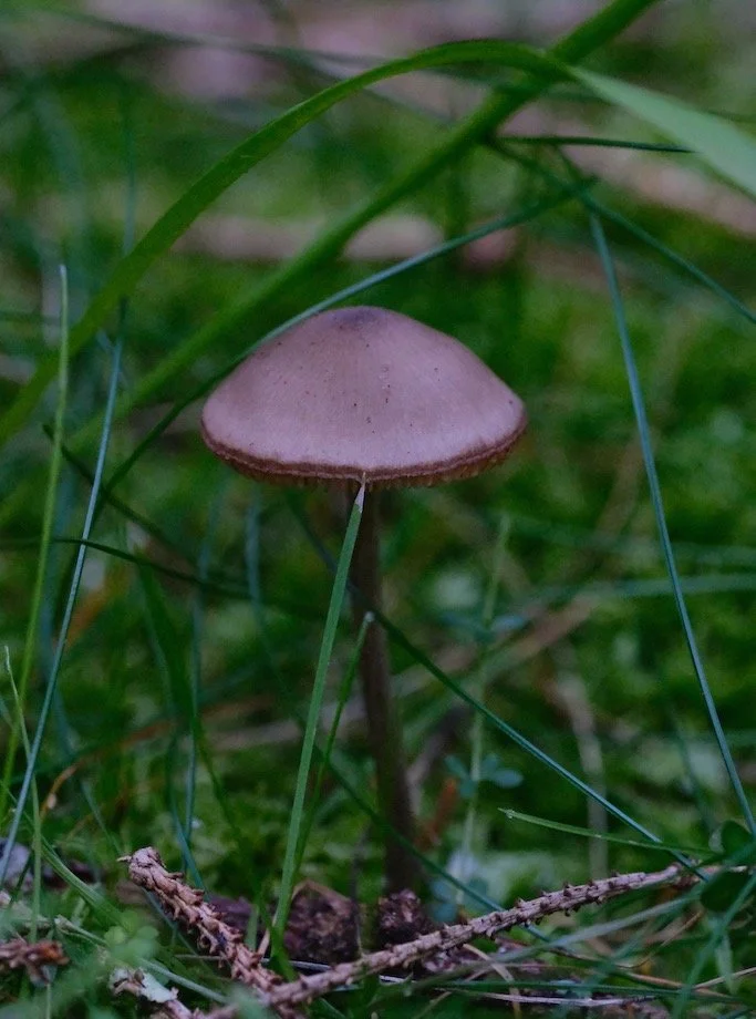 Bakethin Nature Reserve in September : Found this little guy by himself hidden in the grass #nature #naturephotogrtaphy #woodland #fungi #kielderforest #northumberland