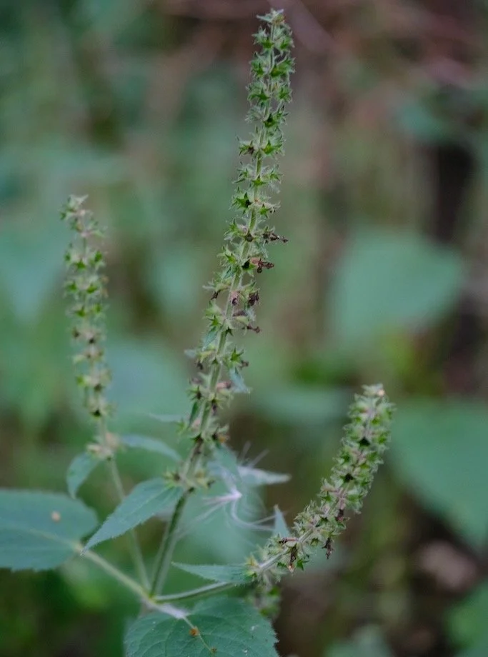 Hareshaw Linn in September : It all looks like a mass of green but when you inquire deeper you will find individual beautiful plants. Even the most delicate together can show strength. #nature #naturephotography #woodland #togetherness #resilience #n