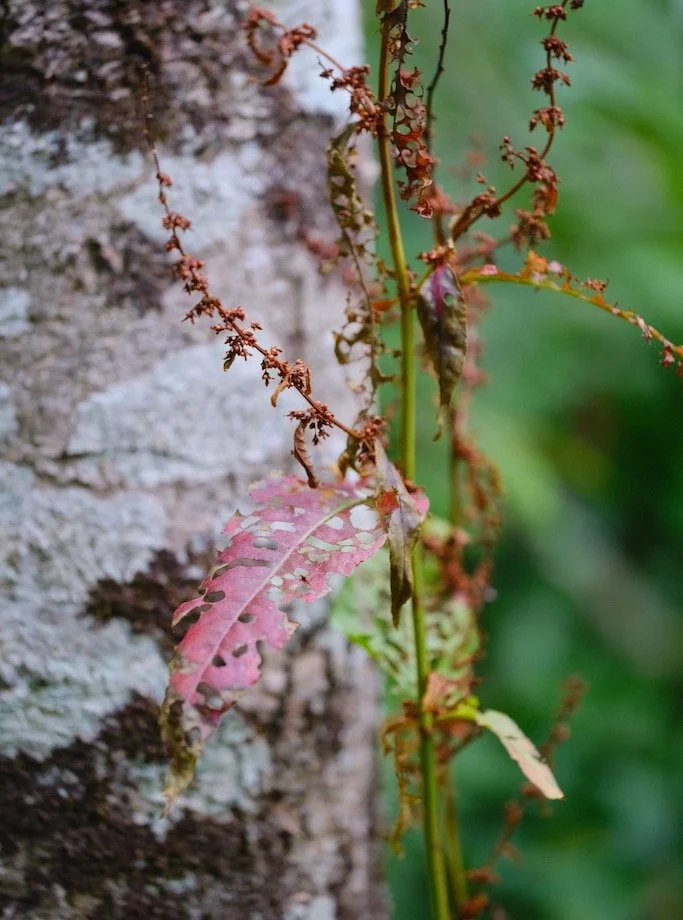 Hareshaw Linn in September : ust because its in decay does not mean it is not beautiful #nature #naturephotography #woodland #northumberland #autumn