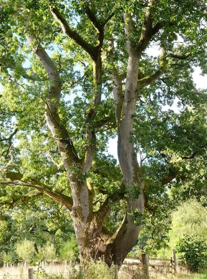 Meet a Tree : Tree of the Day : Holystone Woods Coquetdale Northumberland National Park #trees #treephotography #supportourtrees #saveourwoodland #hugatree #lovetrees #meetatree #treeofthe day #northumberlandnationalpark