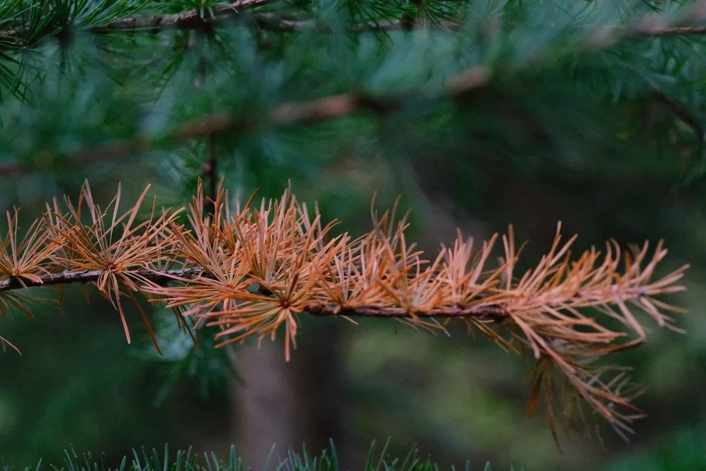 Bull Crag Peninsular in September : I met this beautiful twig on its own amongst deep greens and loved it colour #nature #naturephotography #naturescolours #woodland #kielderforest #northumberland