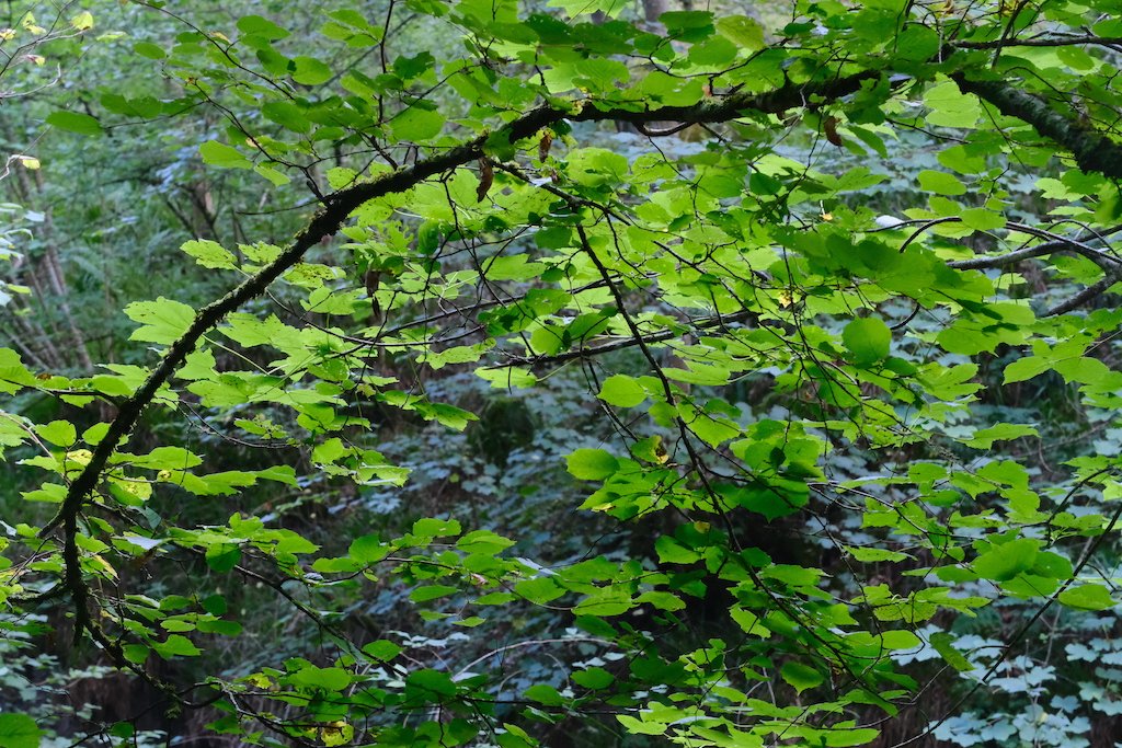 Hareshaw Linn in September : One last time of green leaves illuminated in the morning light before autumn #nature #naturephotography #woodland #northumberland