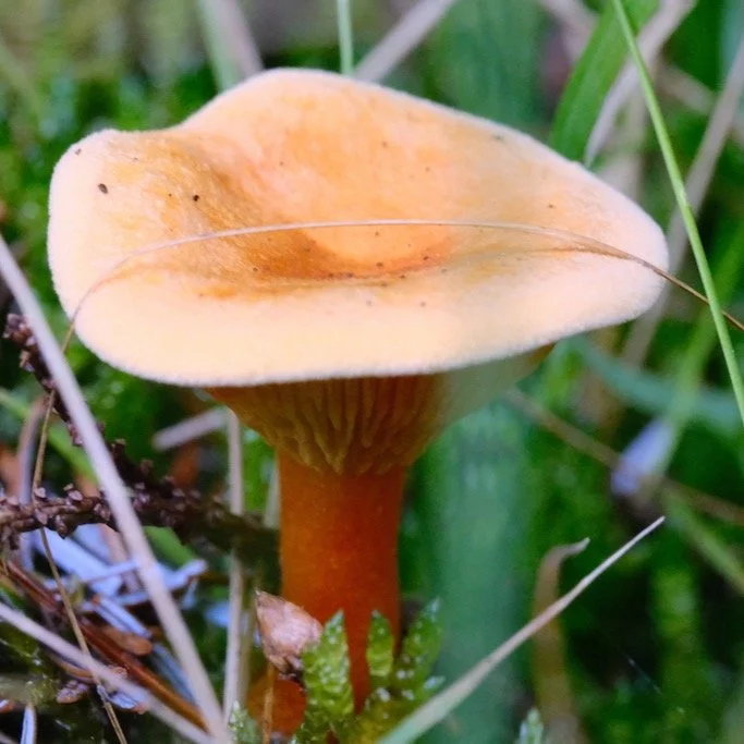 Bull Crag Peninsular in September : A little bit of magic hiding within the grass. The Fairies are coming bit by bit for Samhain at the end of October
#nature #naturephotography #naturesmagic #fungi #kielderforest #northumberland