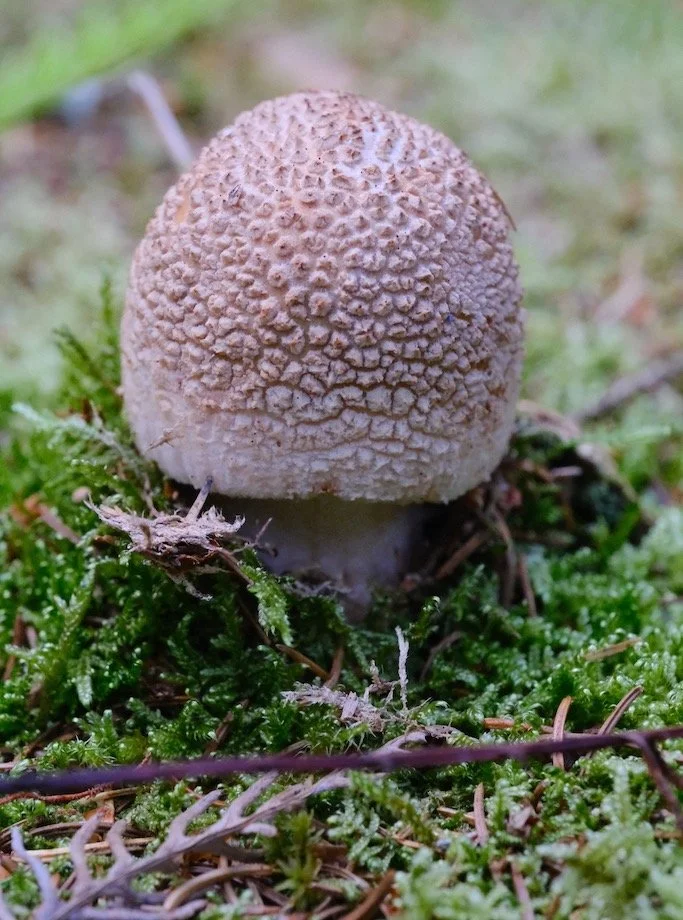 Bakethin Nature Reserve in September : Just pooped up from the moss to say it it autumn yet #nature #naturephotography #woodland #fungi #kielderforest #northumberland