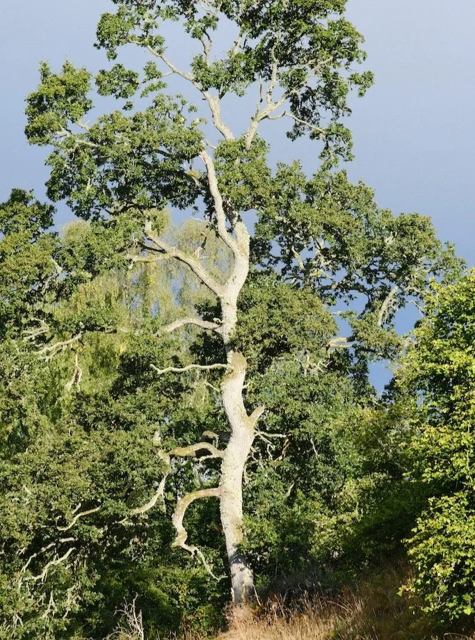 Meet a Tree : Tree of the Day : Holysteone Woods Coquetdale Northumberland National Park #tree #treephotography #woodland #saveourwoodland #supportourtrees #lovetrees #hugatree #meetatree