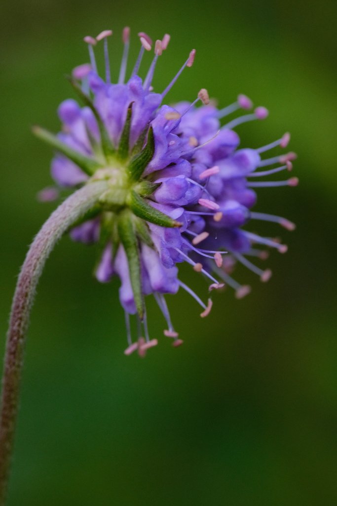 DSCF0438.JPG