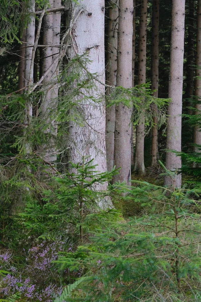 DSCF0470.JPG