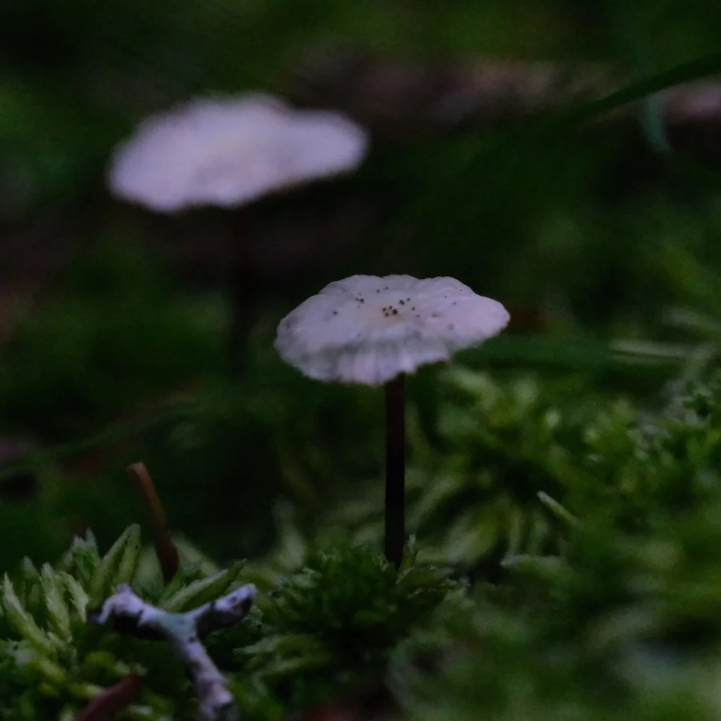 DSCF0484.JPG